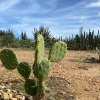 Cactus Desierto la Guajira