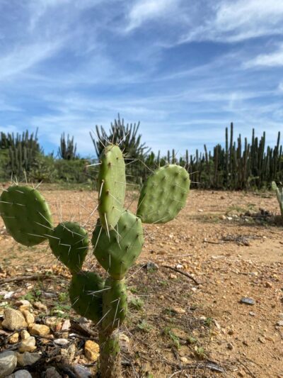 Cactus Desierto la Guajira
