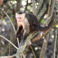 Monos titis