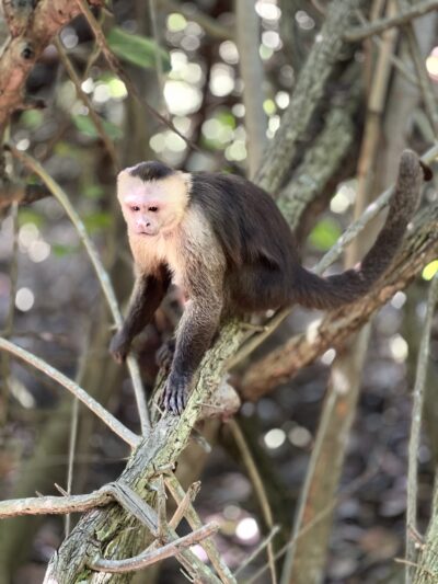 Monos titis
